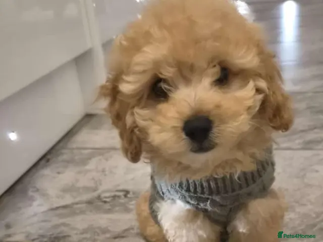 Maltipoo dogs 🐶2 left adorable maltipoo pups🐶ready to leave🐶 - Advert 9