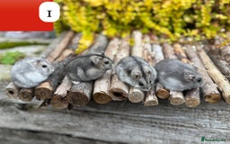 Hamster rodents for sale: Dwarf winter white russian hamsters. Sheffield. - Image 12