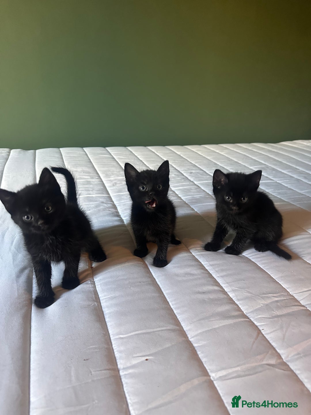 Domestic Shorthair cats for sale: Adorable fluffy kittens for sale!! - Image 2