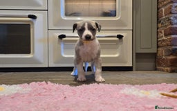 Whippet dogs for sale: Kc reg whippet females  - Advert 3