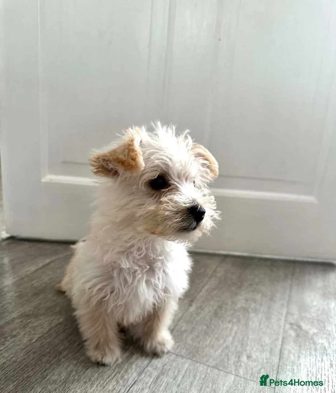 Westiepoo dogs for sale:  Gorgeous 10-Week-Old Westiepoo Boy  - Advert 1