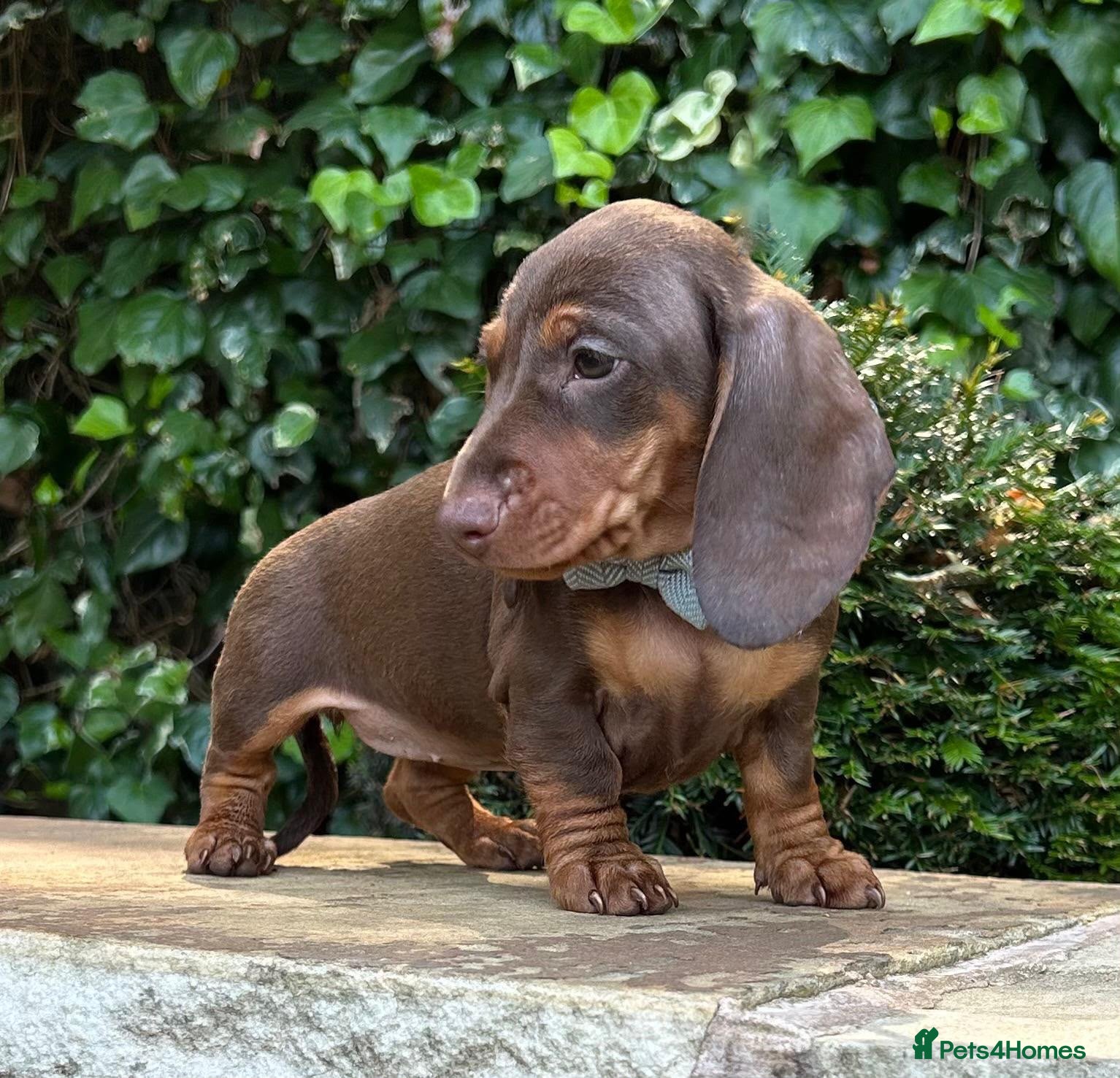 Miniature Dachshund dogs READY NOW STUNNING KC MINI DACHSHUNDS - Advert 2
