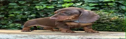 Miniature Dachshund dogs for sale: 3 LEFT! READY NOW STUNNING MINI DACHSHUNDS - Advert 8