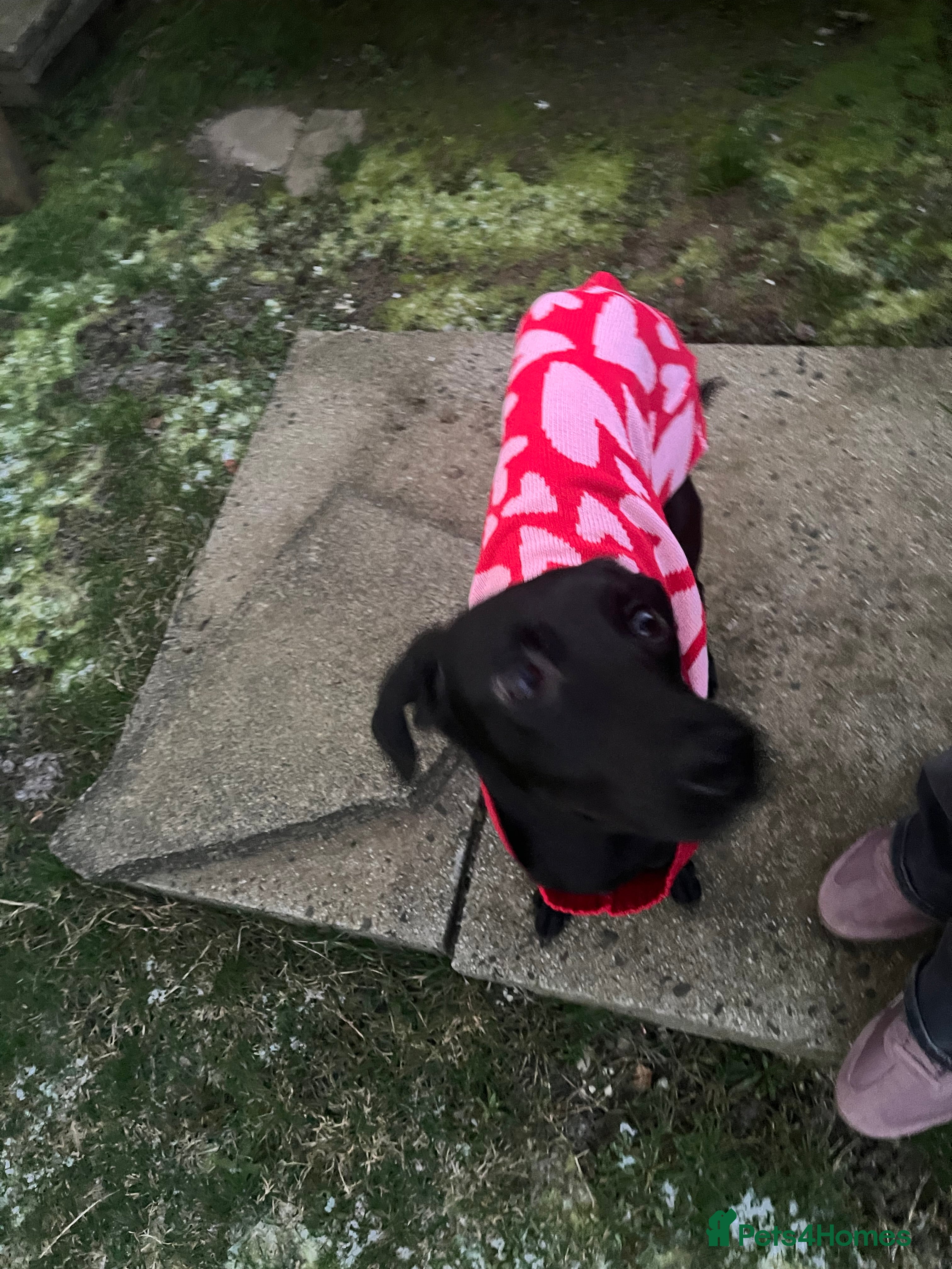 Mixed Breed dogs Dog for sale  - Advert 6