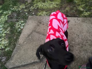 Mixed Breed dogs Dog for sale - Advert 6