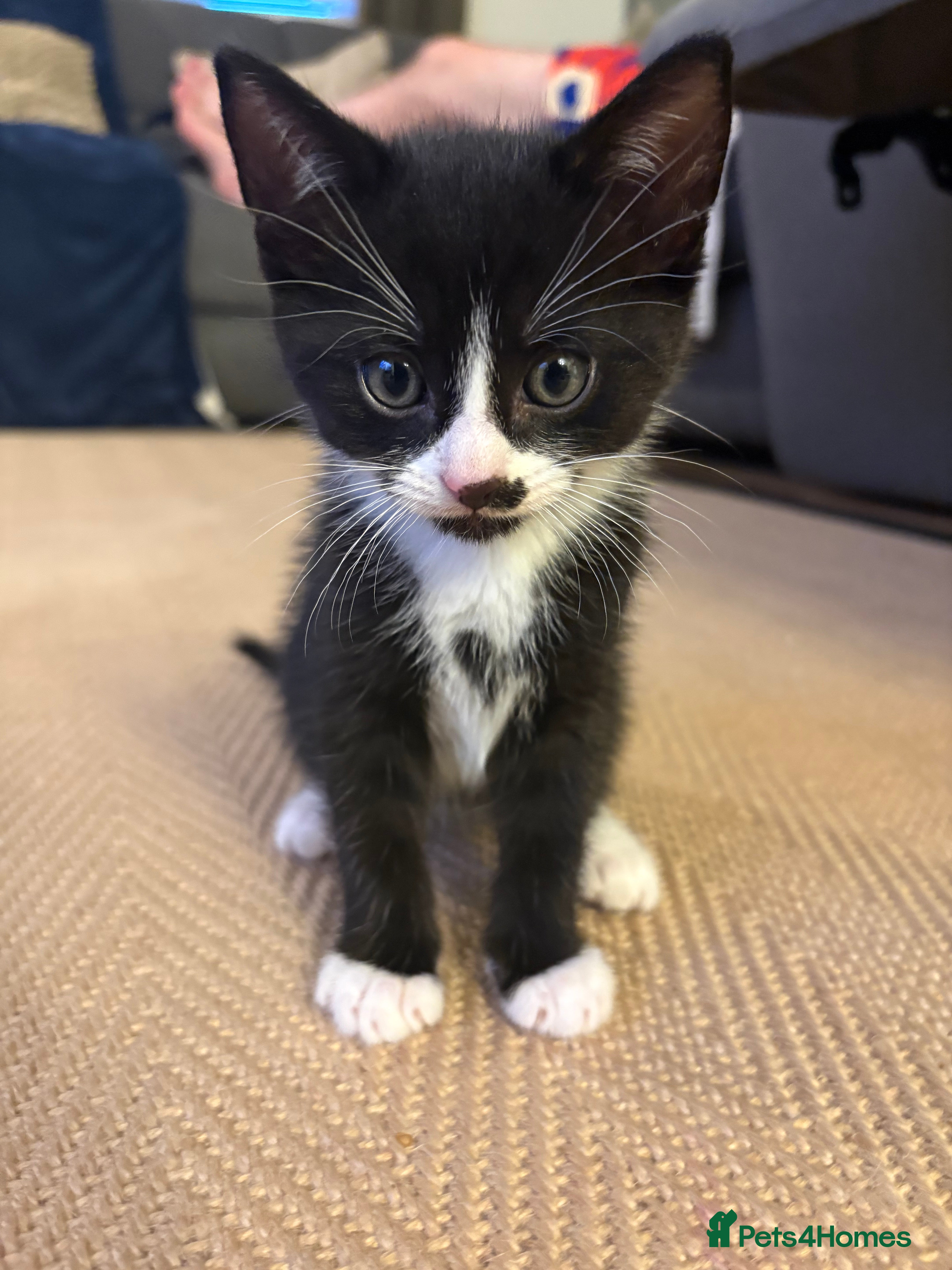 Mixed Breed cats for sale: Black and white kitten  - Advert 3
