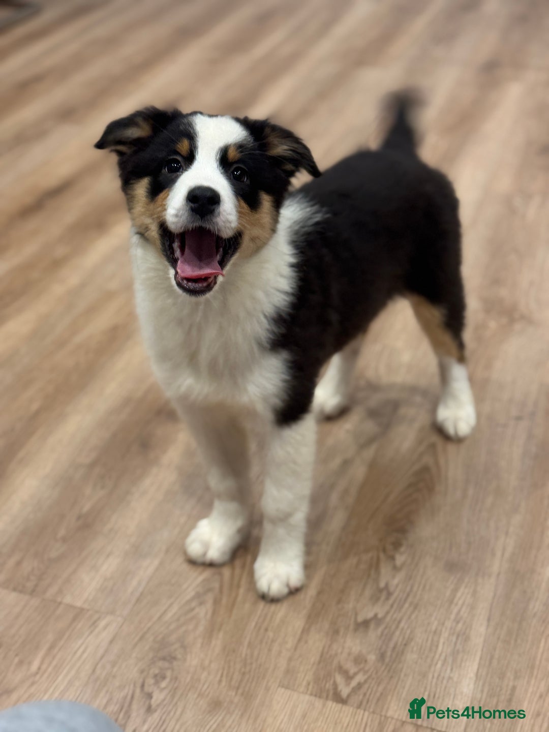 Australian Shepherd dogs for sale: 2 KC registered girl Australian Shepard puppy! - Advert 26
