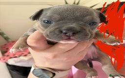 Mixed Breed dogs for sale: Frenchbulldog/pocketbully - Image 1