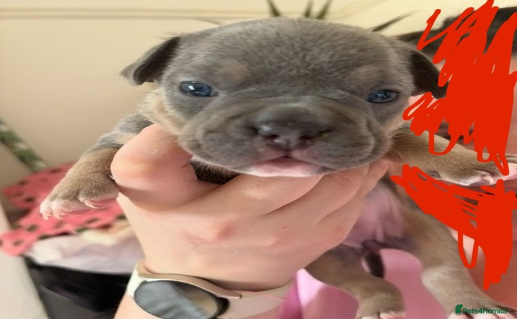 Mixed Breed dogs - Advert 1