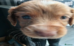 Cocker Spaniel dogs for sale: Working spaniels  - Image 7