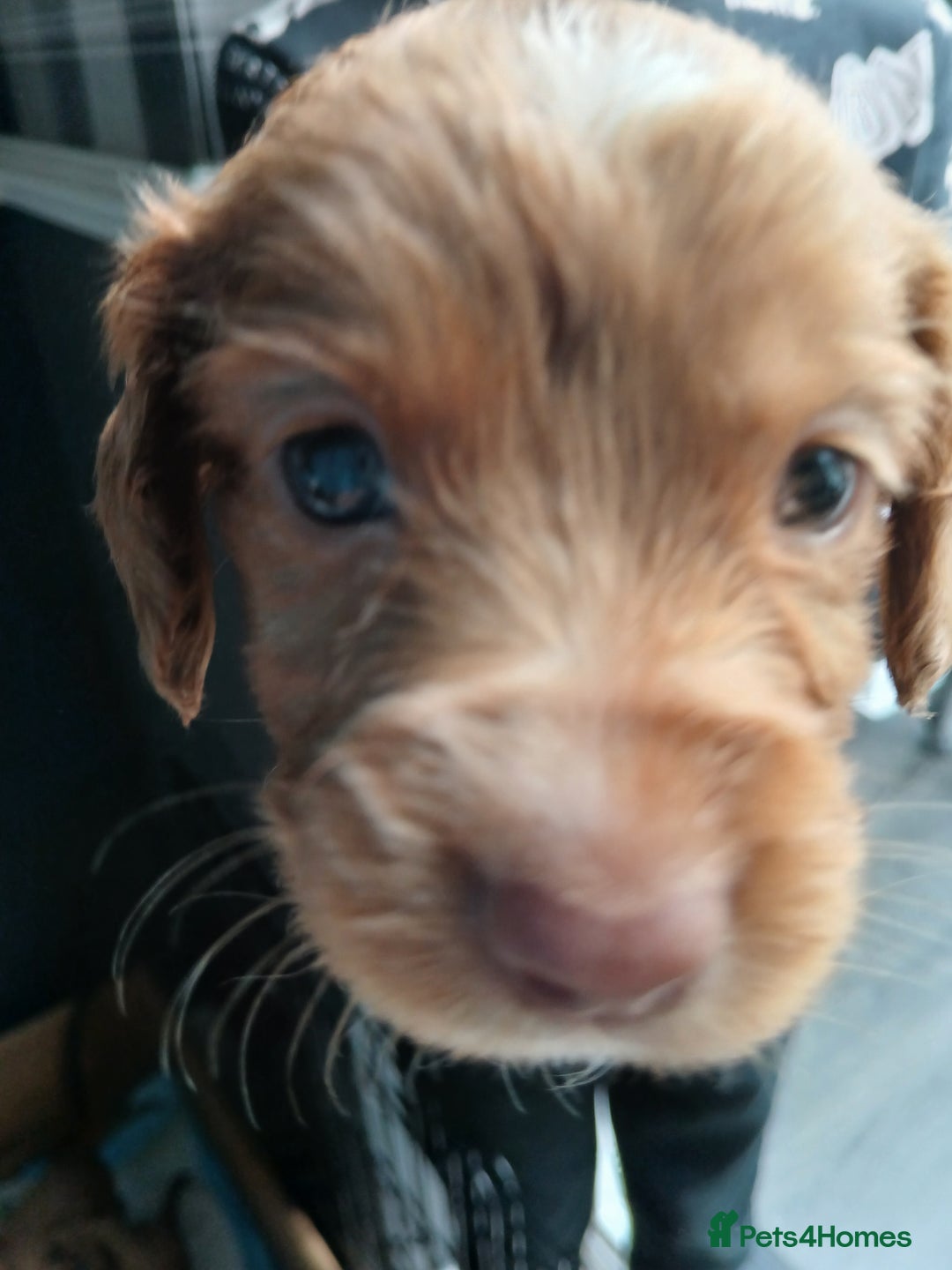 Cocker Spaniel dogs for sale: Working spaniels  - Image 7
