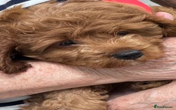 Cavapoo dogs for sale: 2 Cavapoo baby boys - Image 2
