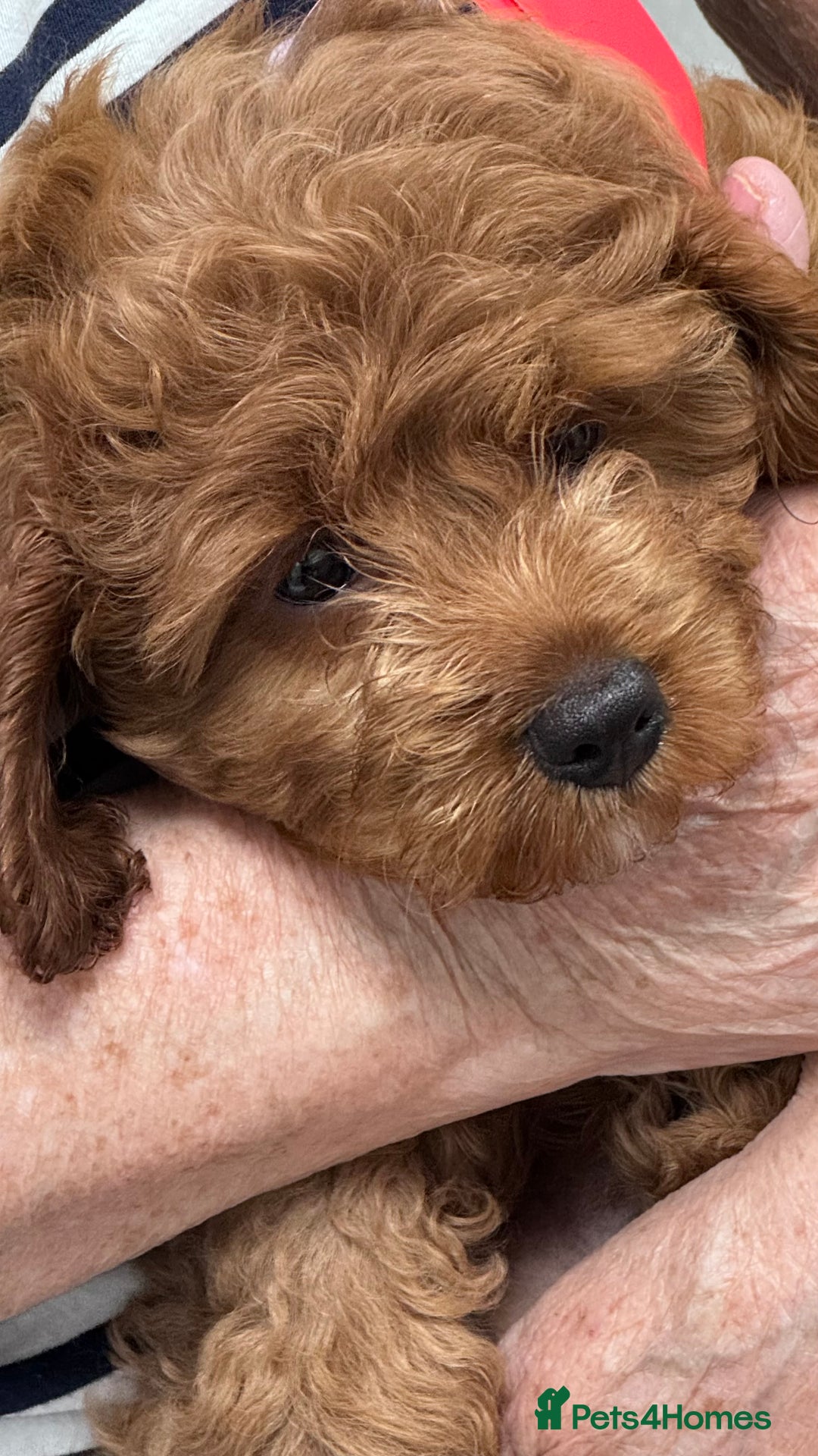 Cavapoo dogs for sale: 2 Cavapoo baby boys - Image 2