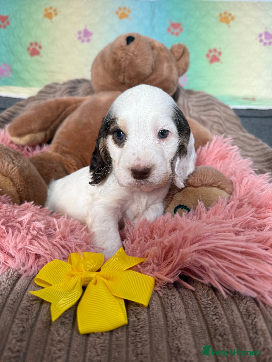 Cocker Spaniel dogs for sale: Beautiful cocker spaniels DNA clear  - Image 6