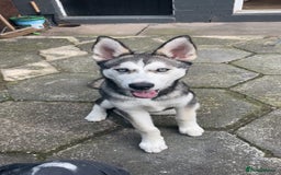 Siberian Husky dogs for sale: Wynter - Image 3