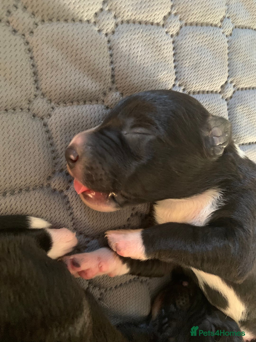 Border Collie dogs for sale: Pure Border Collie pups  - Advert 10