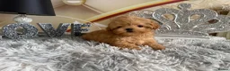 Maltipoo dogs for sale: Maltipoo Boy – Free to a Special Loving Home - Advert 11