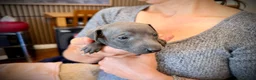 Italian Greyhound dogs for sale: KC Registered Italian Greyhound Girl Puppies - Advert 7