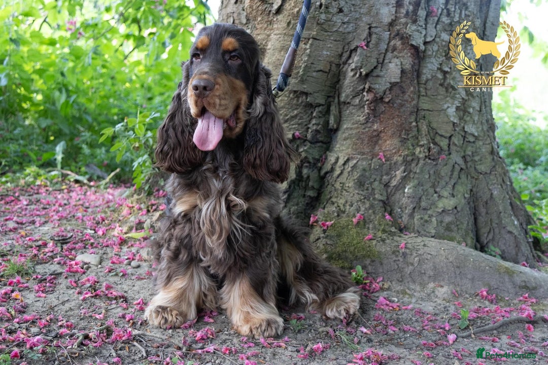 Cocker Spaniel dogs for sale: KC reg chocolate show cocker spaniel puppies  - Image 15