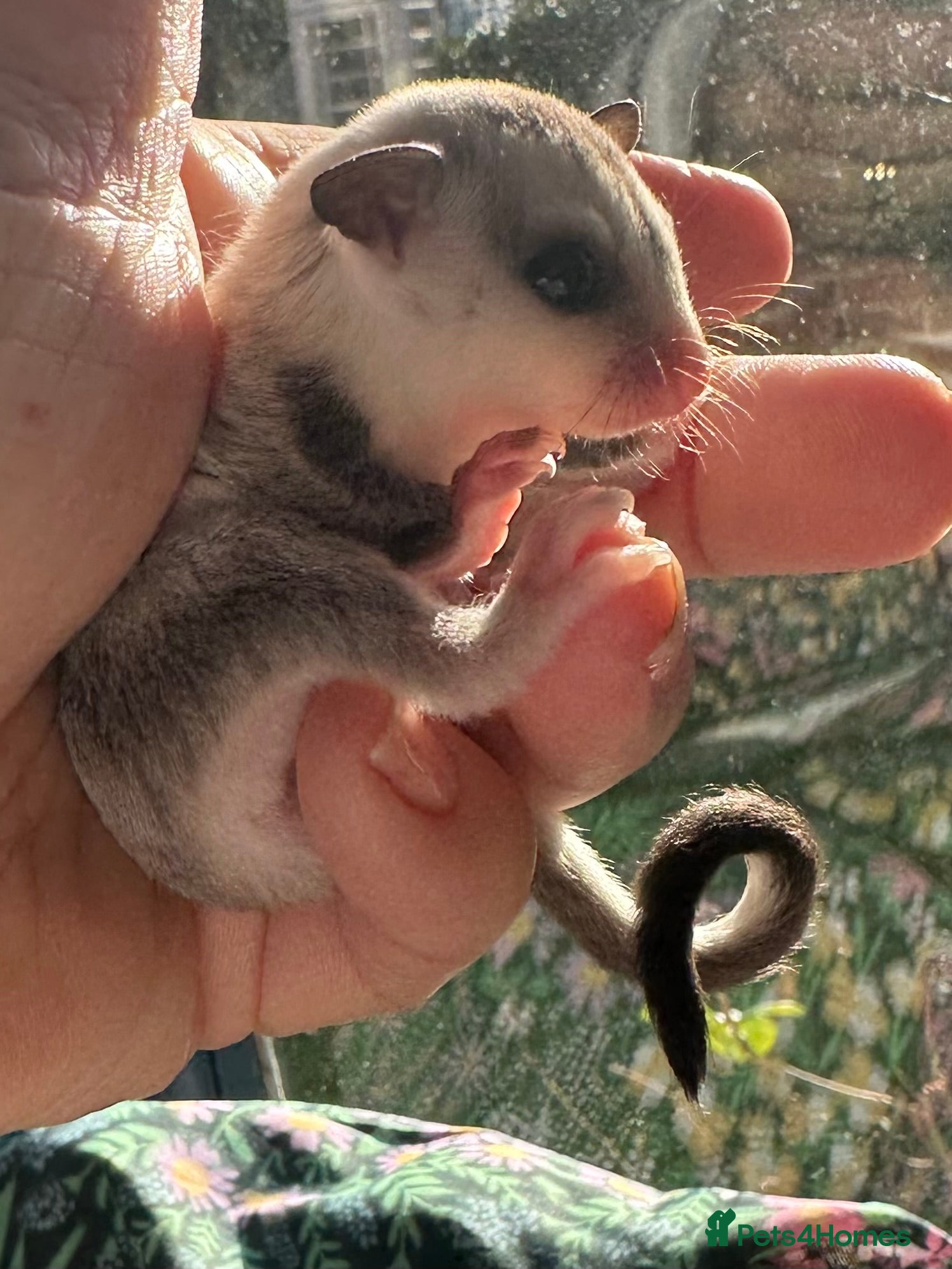 Sugar Glider rodents Sugar Gliders available to suitable homes - Advert 1