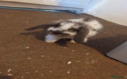 Mini Lop rabbits for sale: Brown n white mini lop for sale  - Image 5
