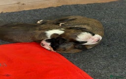 Boxer dogs for sale: Outstanding Boxer puppies (health tested parents) - Image 9