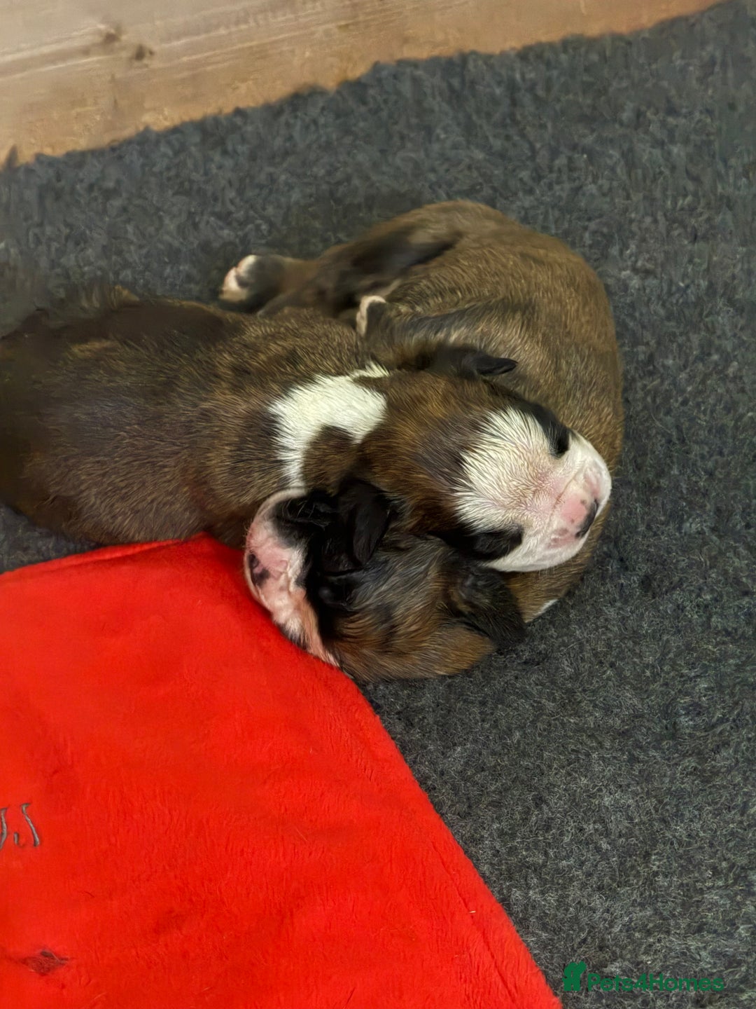 Boxer dogs for sale: Outstanding Boxer puppies (health tested parents) - Image 9