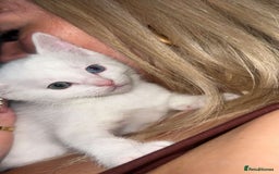 Ragdoll cats for sale: Ragdoll X British Shorthair Kittens - Image 3