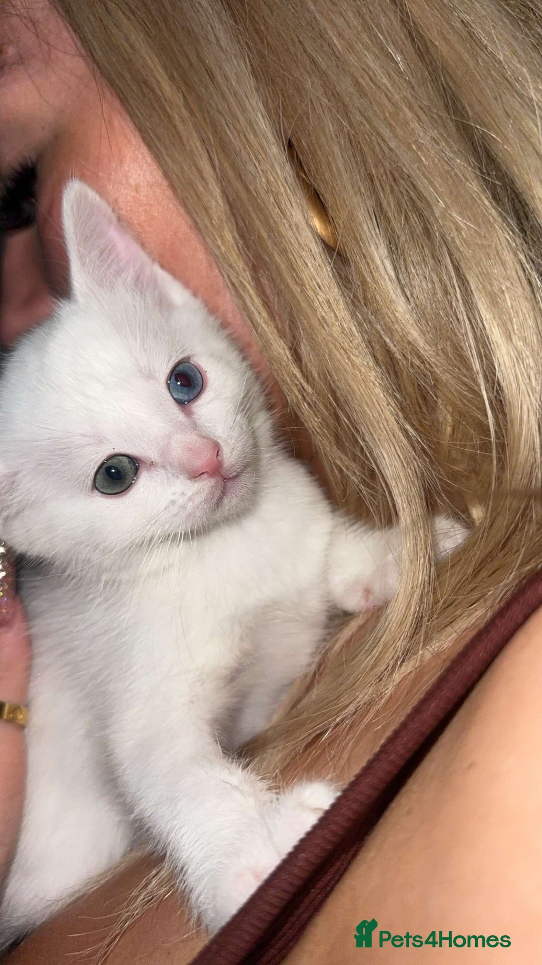 Ragdoll cats for sale: Ragdoll X British Shorthair Kittens - Image 3