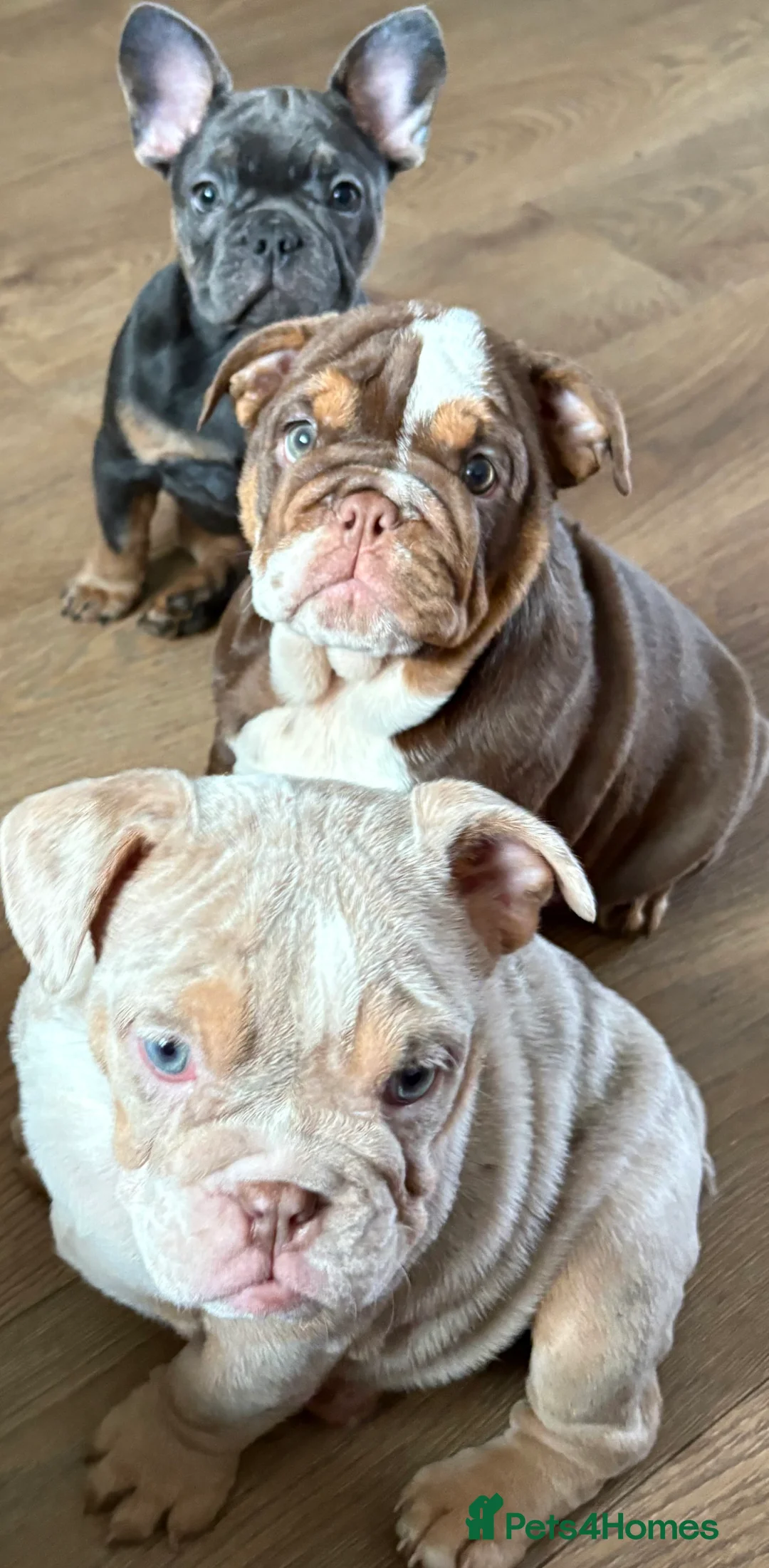 English Bulldog dogs for sale: beautiful english bulldogs for sale  - Advert 3