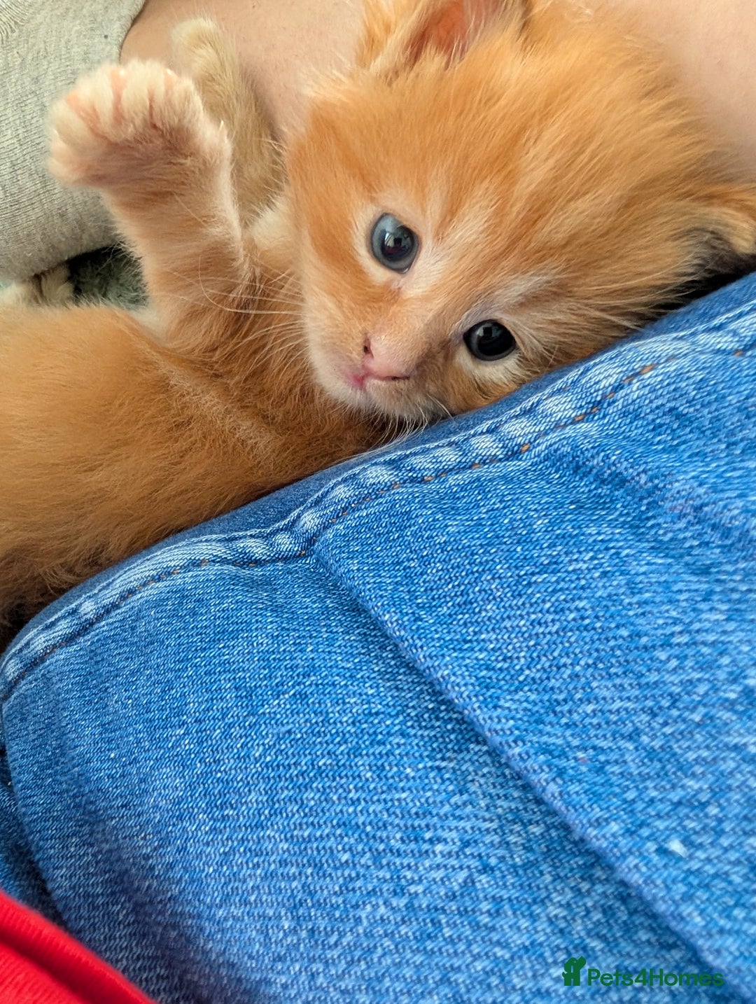 Maine Coon cats for sale: Beautiful Maine Coon Kittens - Image 17