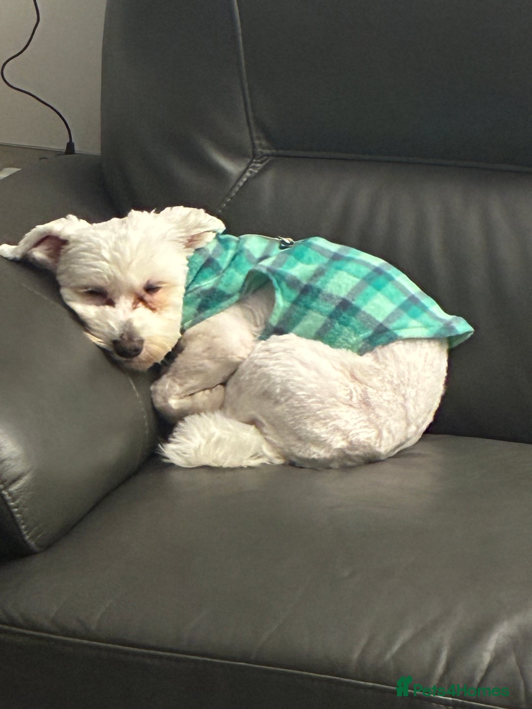 Maltese dogs for sale: Maltese for free - Advert 1