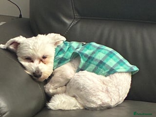 Maltese dogs Maltese for free - Advert 2