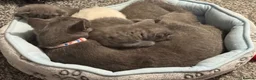 British Shorthair cats for sale: British Shorthair Kittens Ready for a Loving Home - Advert 22