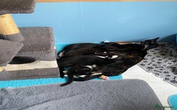Mixed Breed cats for sale: 2 boys 1 girl left - Image 6