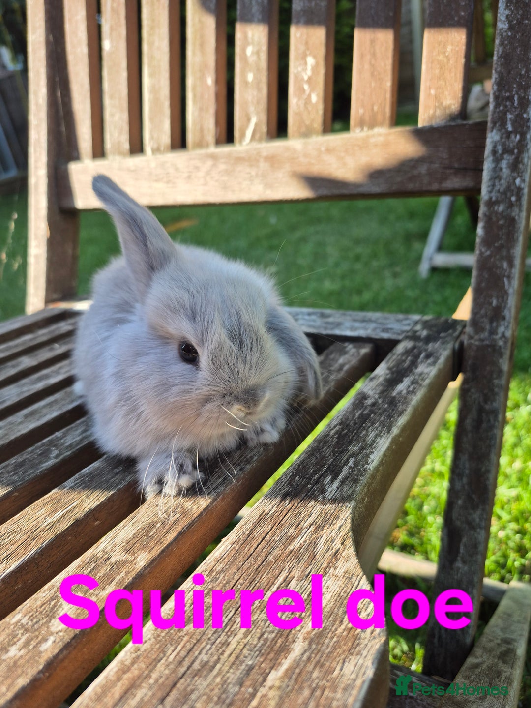 Mini Lop rabbits for sale: Mini lop babies  - Image 5