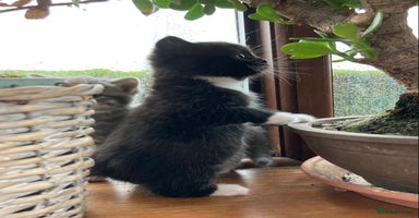 Exotic cats Exotic cross kittens - Advert 6