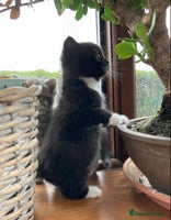 Exotic cats Exotic cross kittens - Advert 6