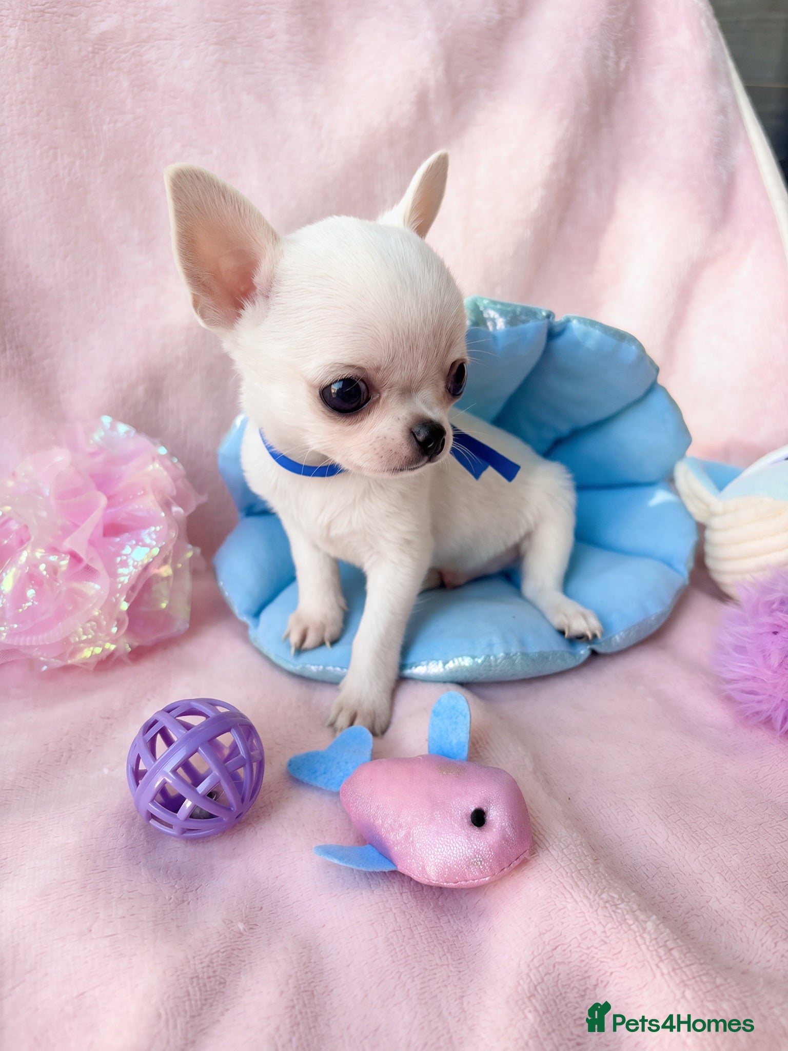Chihuahua dogs Beautiful chihuahuas from champion lineage  - Advert 1