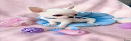 Chihuahua dogs for sale: Beautiful chihuahuas from champion lineage  - Advert 1