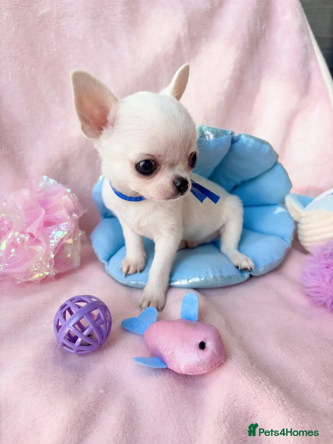 Chihuahua dogs for sale: Beautiful chihuahuas from champion lineage  - Advert 1