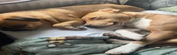 Mixed Breed dogs for sale: Female staffy cross  - Advert 7