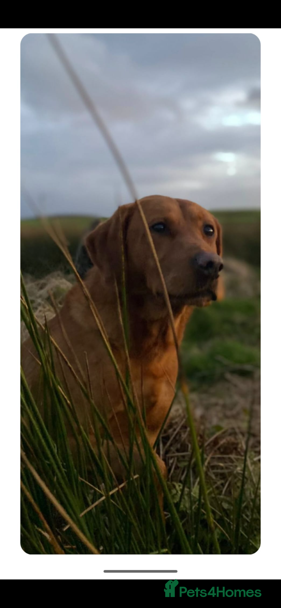 Labrador Retriever dogs for sale: KC Registered Fox Red Labrador Litter in Ayr - Advert 7
