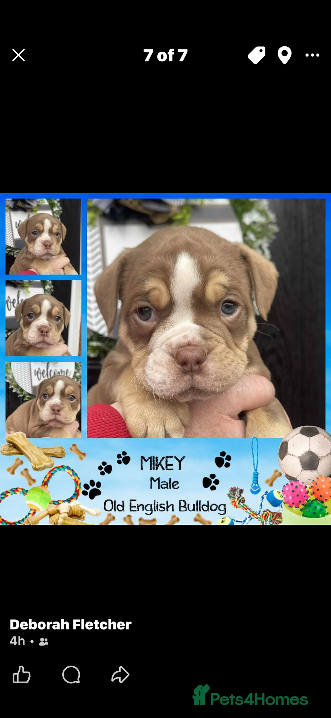 Olde English Bulldogge dogs for sale: Olde English Bulldogs - Advert 25