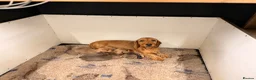 Dachshund dogs for sale: RED Working Teckels  in Pickering - Advert 6