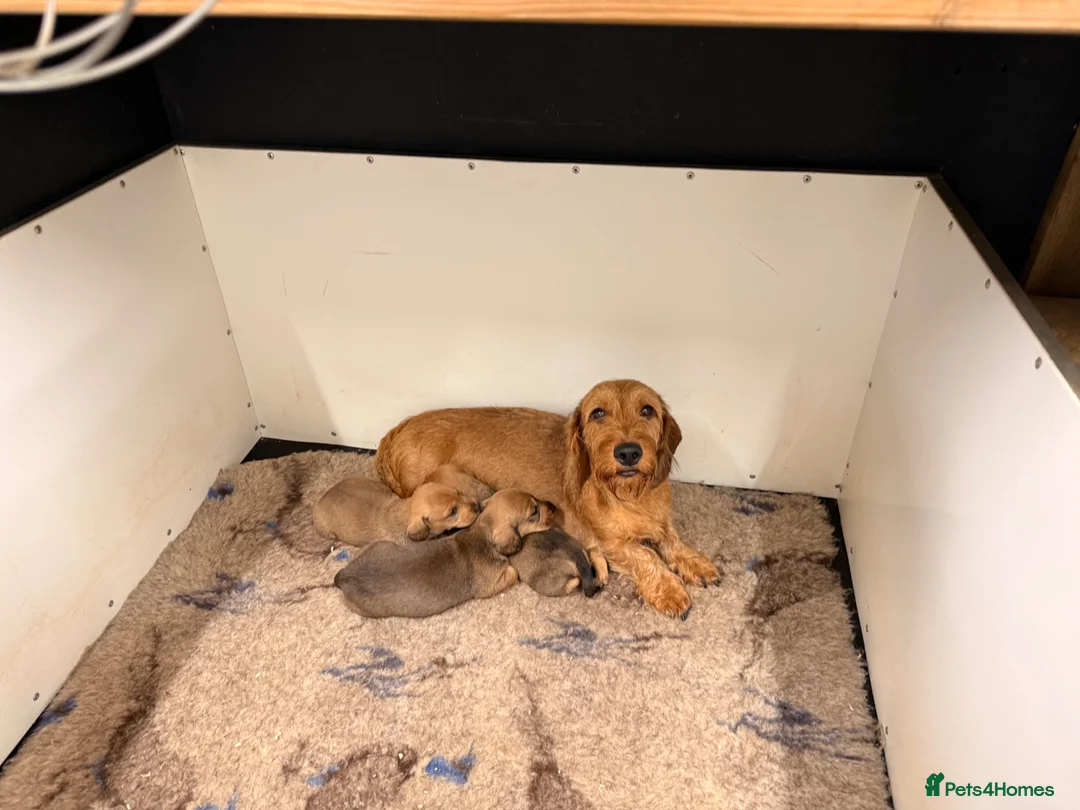Dachshund dogs for sale: RED Working Teckels  in Pickering - Advert 6
