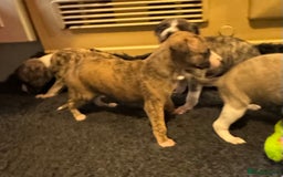 Whippet dogs for sale: Beautiful KC Whippet pups 5 boys - Image 18