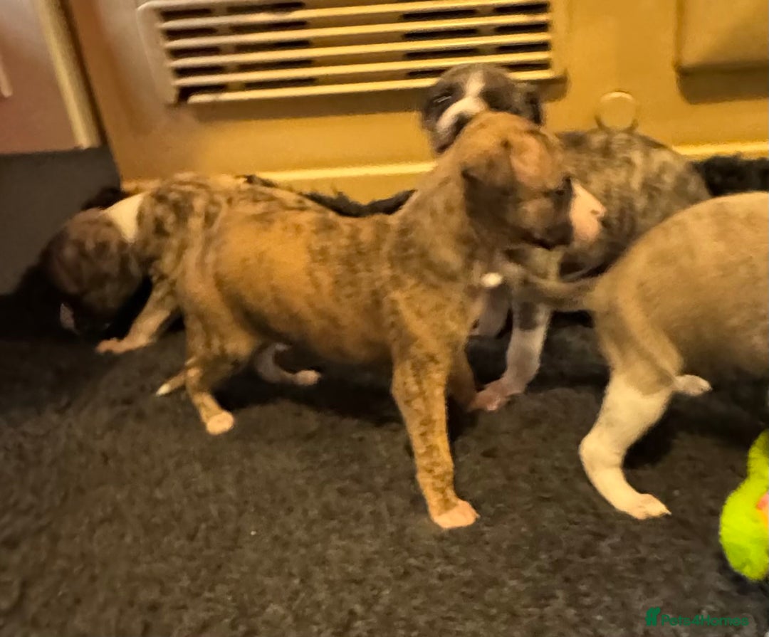 Whippet dogs for sale: Beautiful KC Whippet pups 5 boys - Image 18