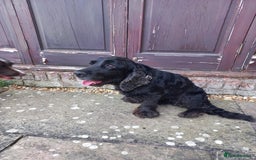 Sprocker dogs for sale: Sprocker puppies ready for new adventures! - Image 18
