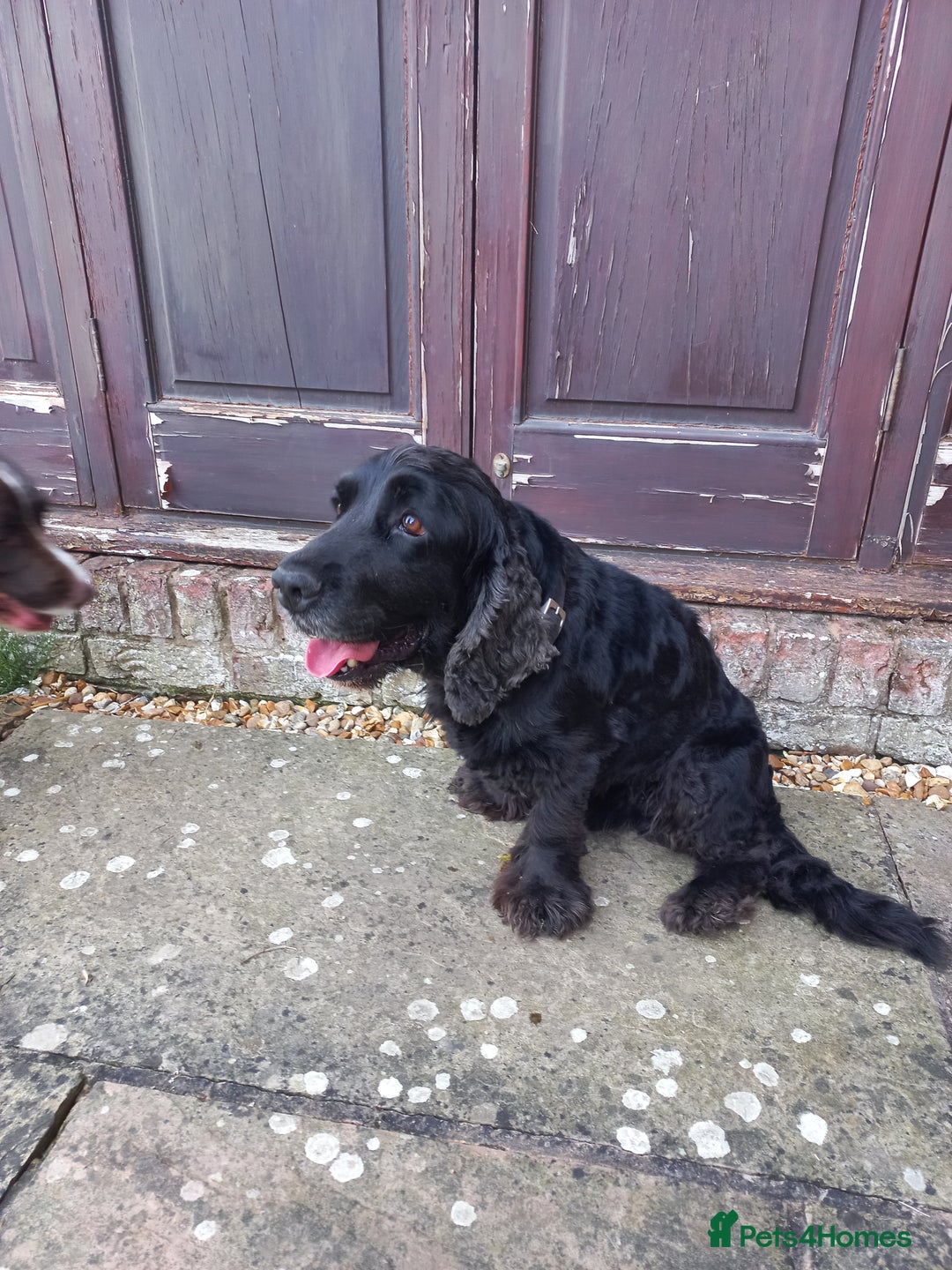 Sprocker dogs for sale: Sprocker puppies ready for new adventures! - Image 18